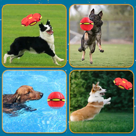 FrisBall | Frisbee Ball Pet Toy